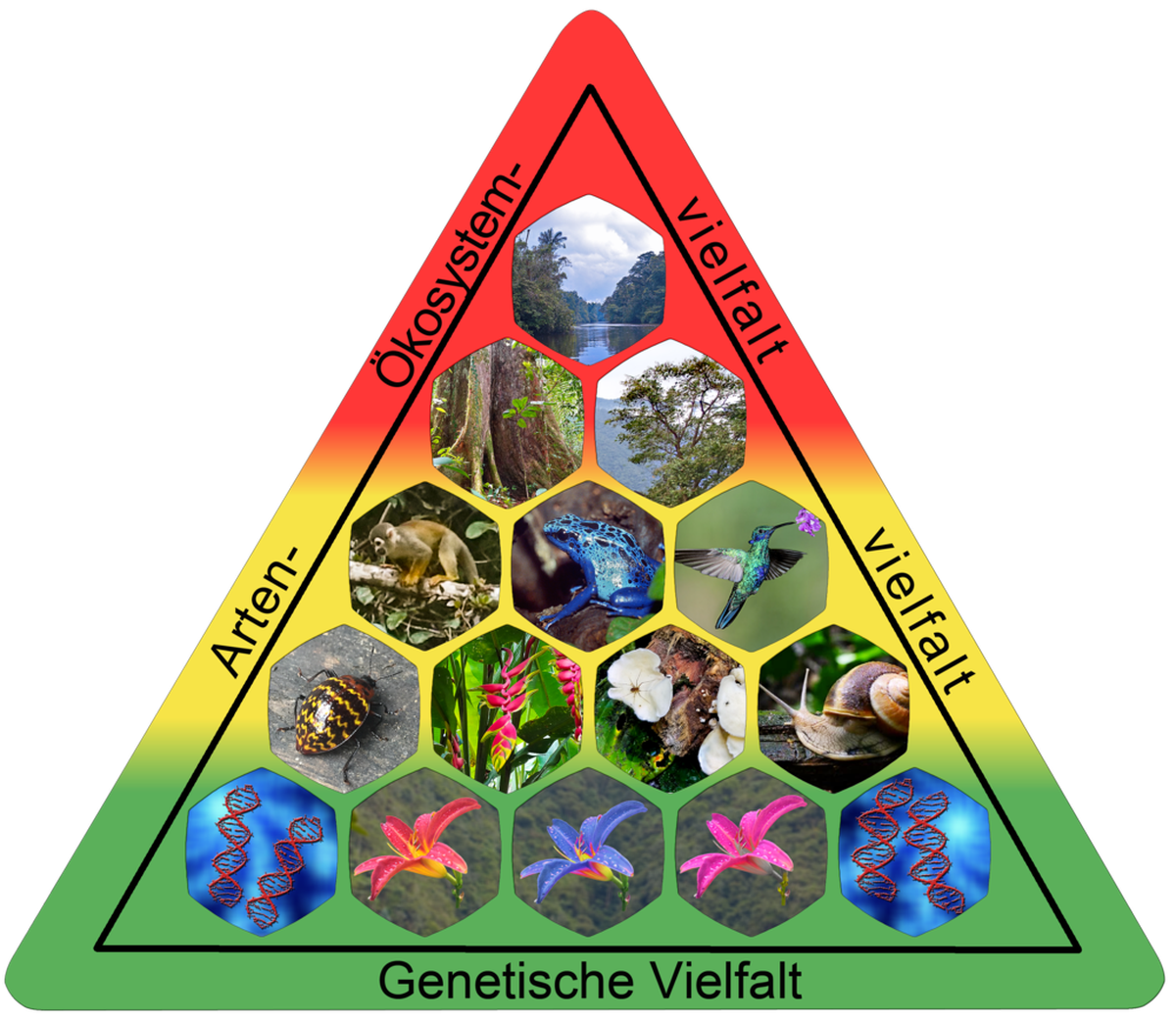 Die drei (wesentlichen) Ebenen der Biodiversität (Beispiel: Tropischer Regenwald Ecuadors).
https://commons.wikimedia.org/w/index.php?curid=78800851