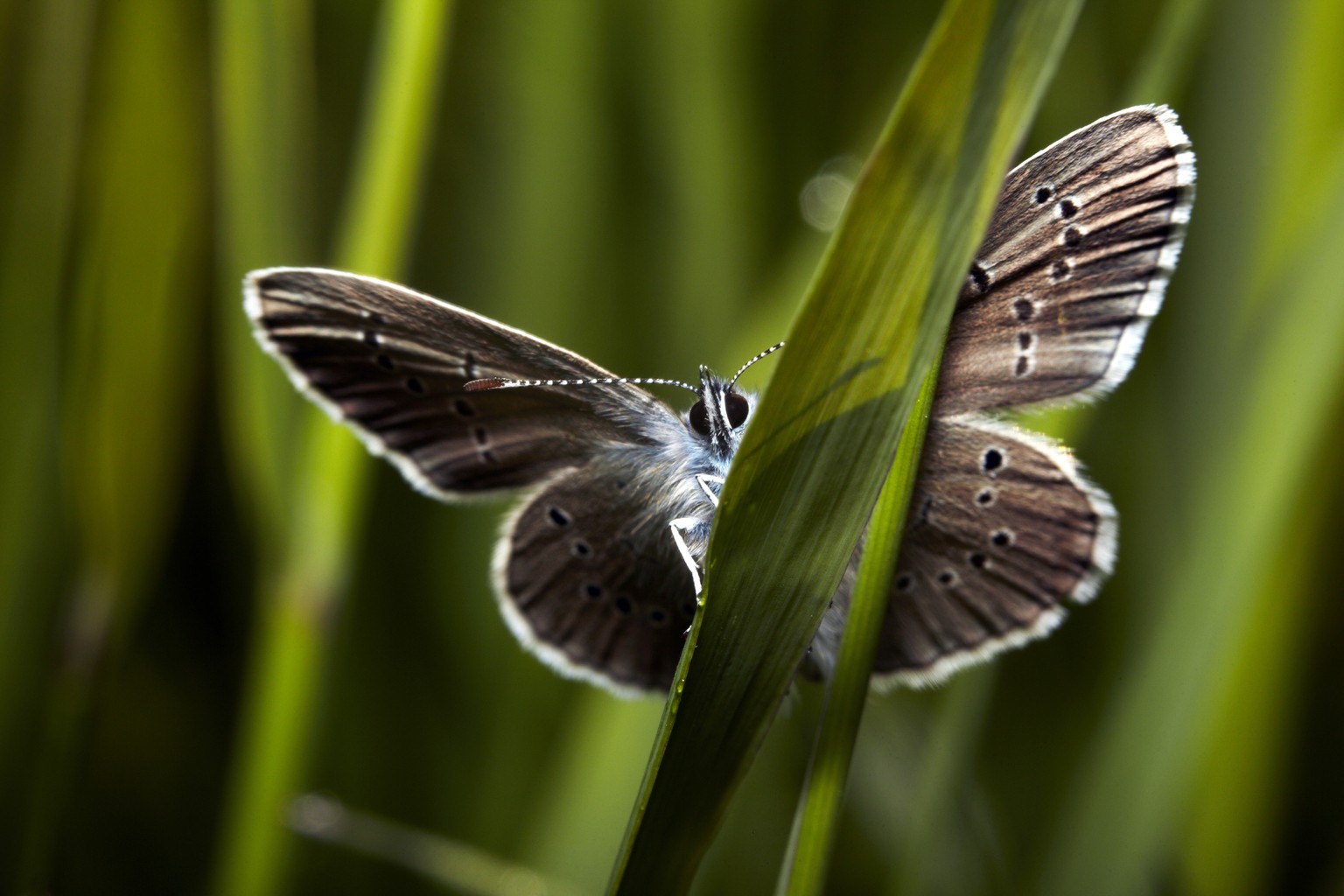 Violetter Waldbläuling in Ächerli OW