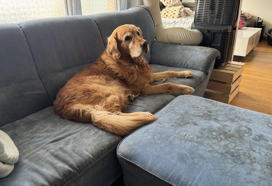 Golden Retriever Kuri gehört seit 2016 zur Familie und gibt Jasmine Kraft.
