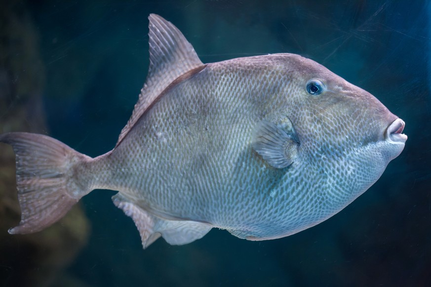 Grauer Drückerfisch