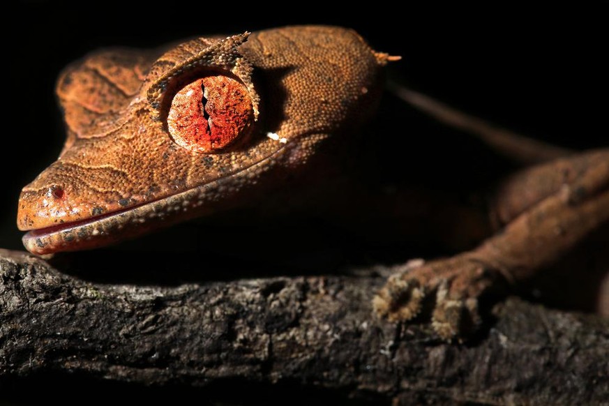 Gespenst-Plattschwanzgecko (Uroplatus phantasticus).