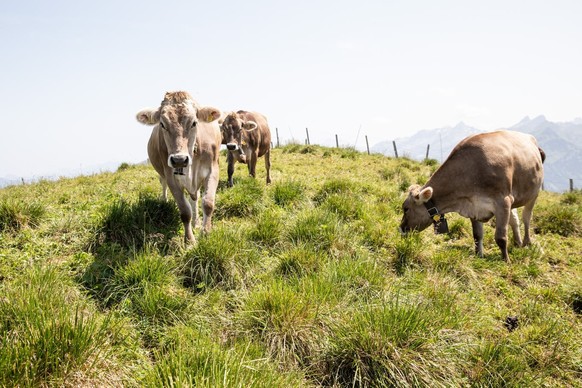 Diesen Sommer dürften sie keinen Durst leiden: Kühe auf einer Alp in Niederbauen NW.