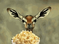 Animiertes GIF