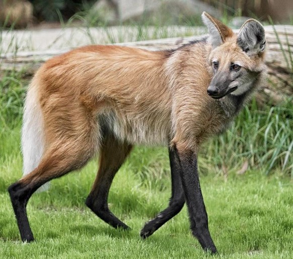 cute news tier mähnenwolf

https://www.reddit.com/r/NatureIsFuckingLit/comments/16axhaw/since_you_guys_liked_my_last_post_about_loboguar%C3%A1/