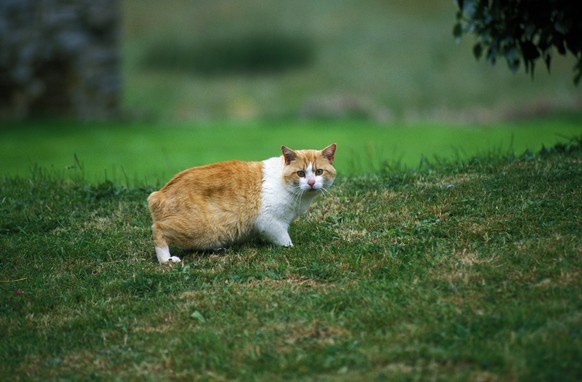 Eine Manx-Katze auf der Isle of Man.