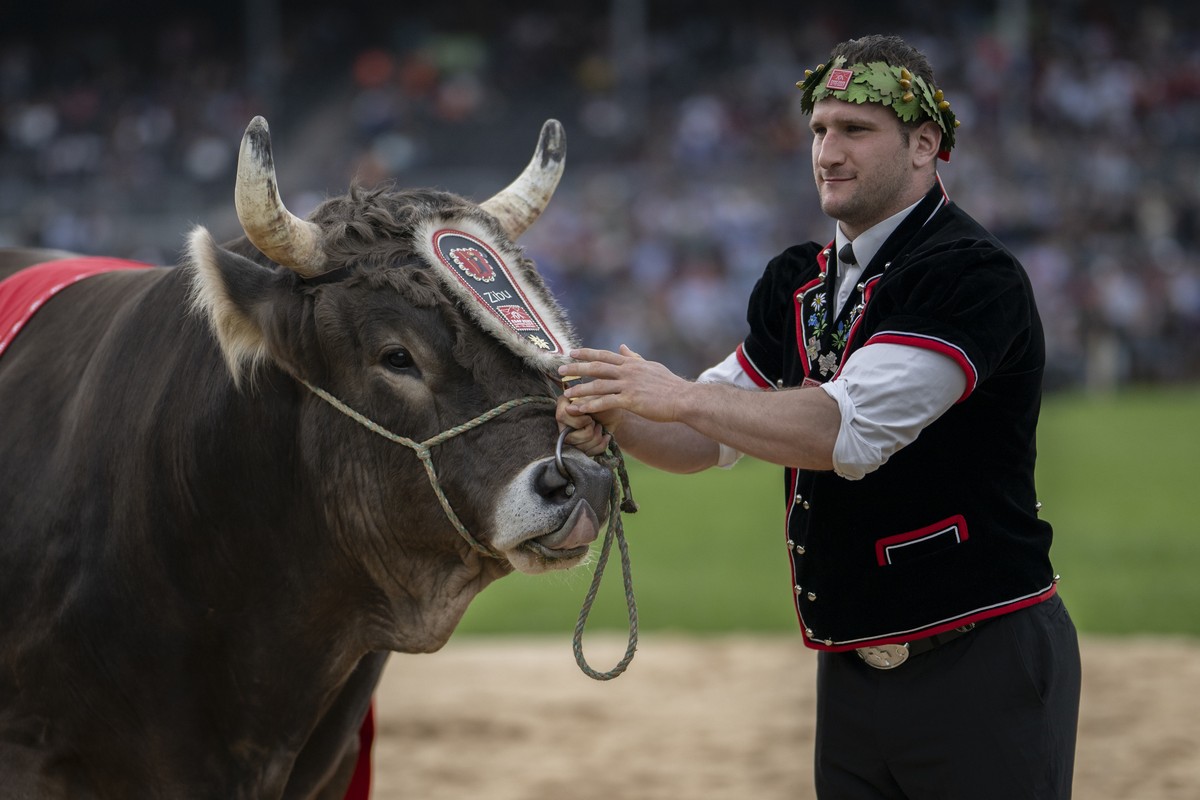 Schwingerkoenig Armon Orlik posiert mit Siegermuni Zibu am Eidgenoessischen Schwing- und Aelplerfest 2025 Glarnerland (ESAF), am Sonntag, 31. August 2025, in Mollis. (KEYSTONE/Gian Ehrenzeller)