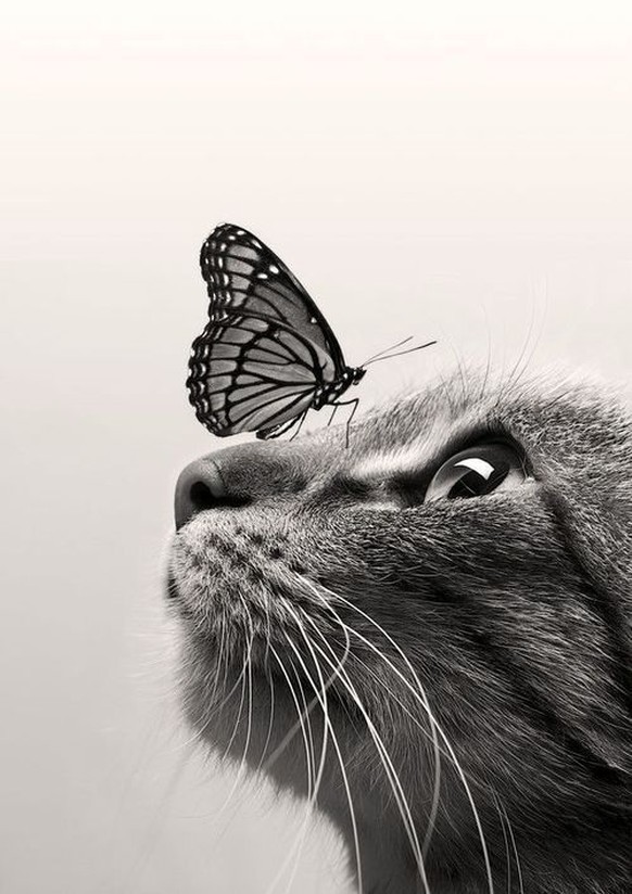 Hier Kommen 11 Wundervolle Katzenfotografien In Schwarz Weiss Watson
