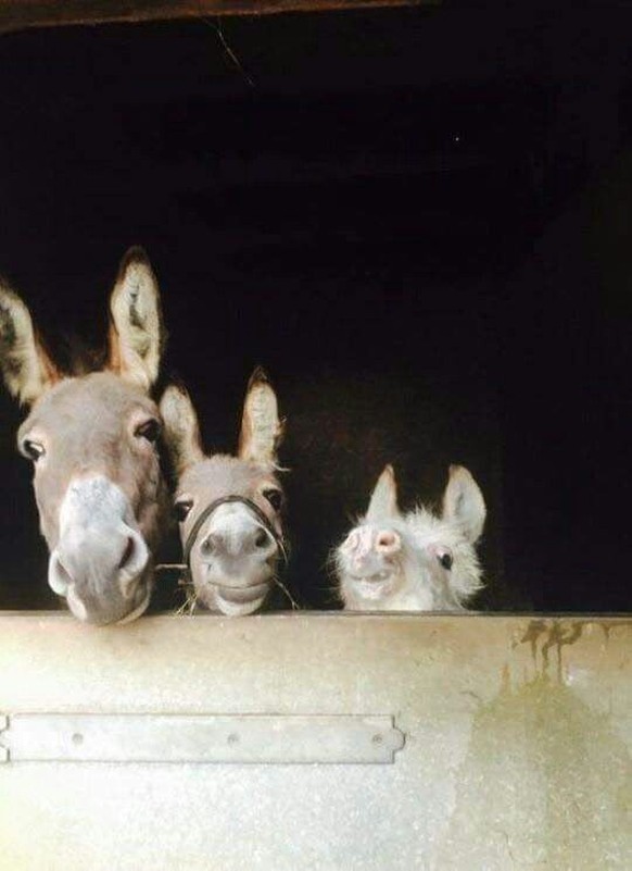 cute news tier esel lama

https://ch.pinterest.com/pin/68741763622/