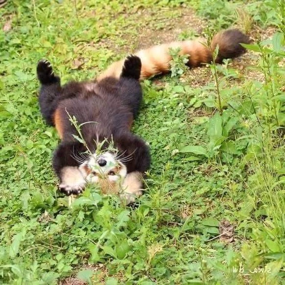cute news animal tier roter panda

https://imgur.com/t/cute_animal/srX3lhn