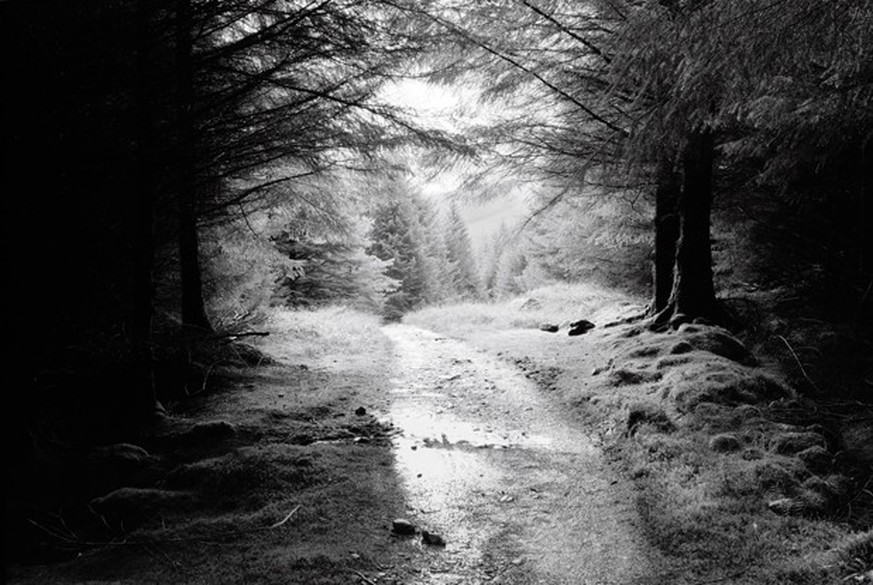 Philip Braham: Forest Entrance, Bridge of Orchy, 2009.