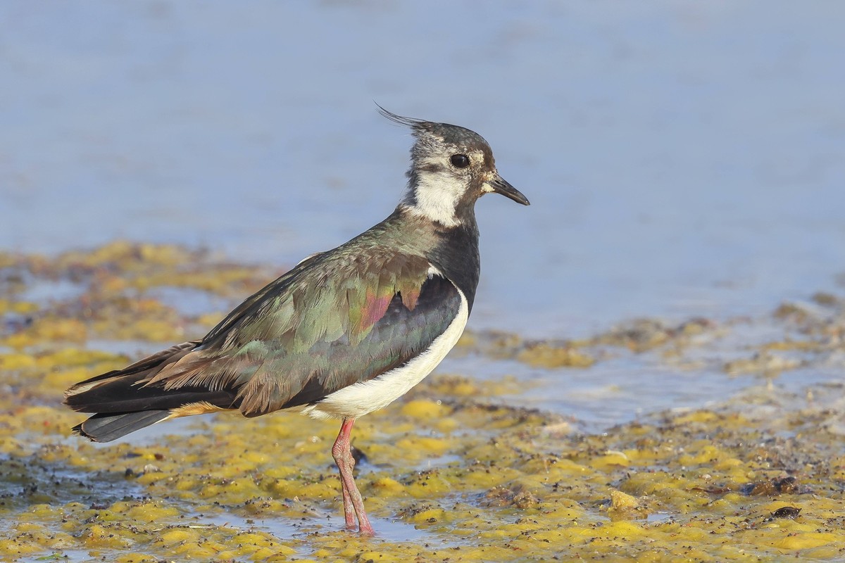 Kiebitz Vanellus vanellus erwachsener Vogel auf Nahrungssuche in flachem Wasser, Wildlife, Tiere, Vögel, Familie der Regenpfeifer, Ziggsee, Nationalpark Neusiedler See, Seewinkel, Burgenland, Österrei ...
