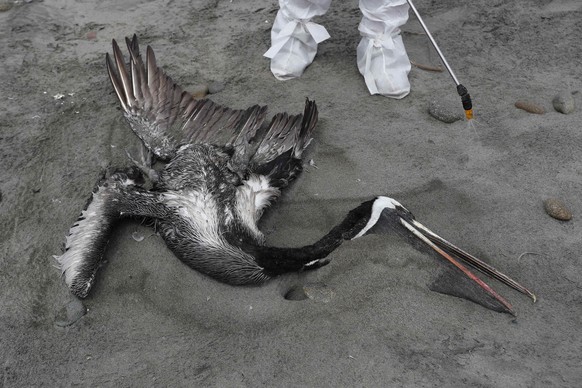 epa10342775 Personnel from the Peruvian National Agrarian Health Service (Senasa) collect dead pelicans, possibly infected with H5N1 avian flu, on San Pedro beach in southern Lima, Peru, 01 December 2 ...