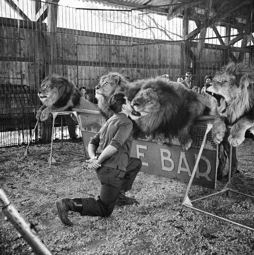 SCHWEIZ DOMPTEUR DIONIGI ORTELLI
The circus Sarrasani, which moved away after its guest performance in Aarau, has left a cage wagon with five lions of the Swiss tamer Dionigi Ortelli to its fate. Now  ...