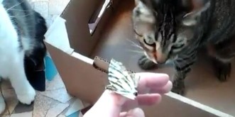 10 Beweise, dass Katzen gar nicht so egoistisch sind wie alle denken