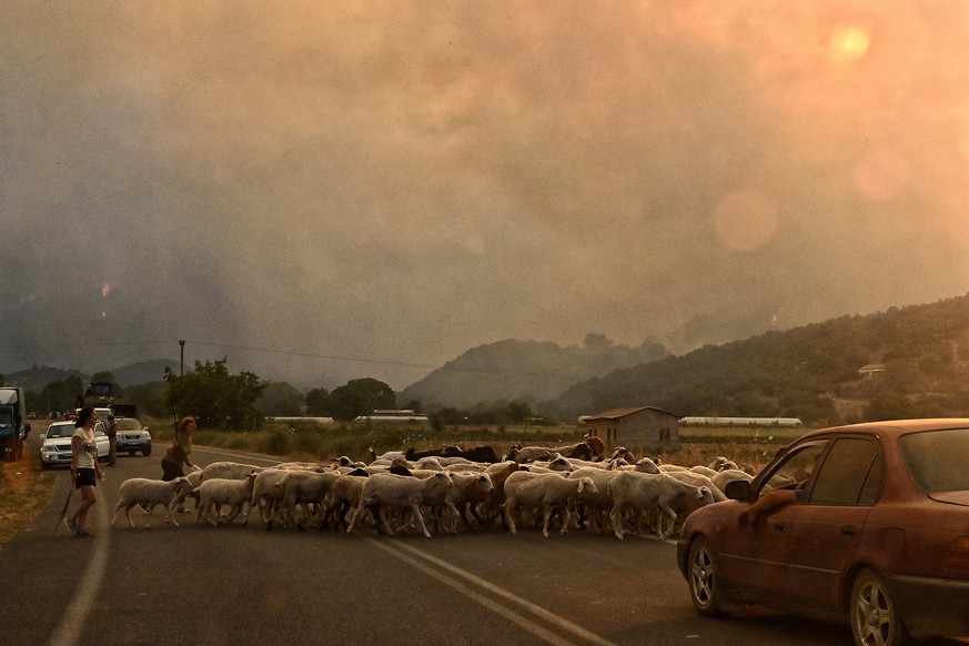 KEYPIX - epa12254091 Livestock farmers move their sheep away to protect them from the fire that broke out in a forest area in Feneos, Corinth, Peloponnese, Greece, 22 July 2025. According to the fire  ...