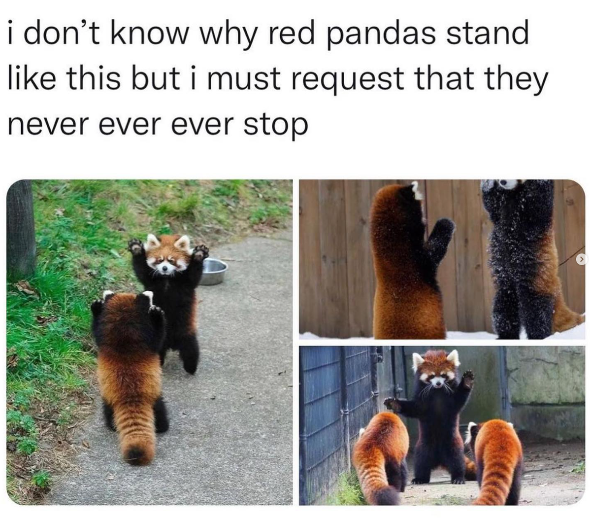 Rote Panda Memes
