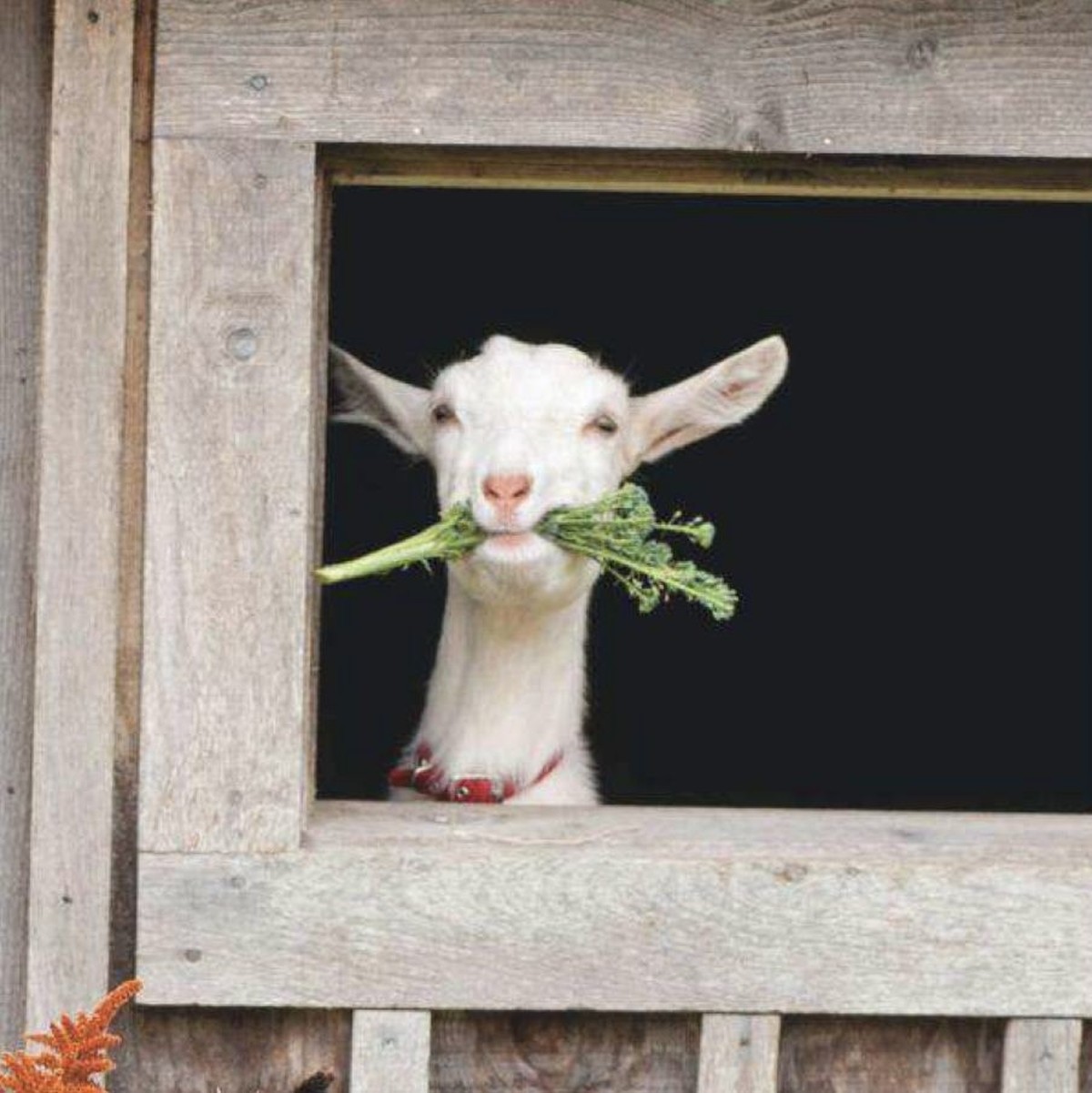 cute news tier ziege

https://ch.pinterest.com/pin/1121888957206566602/