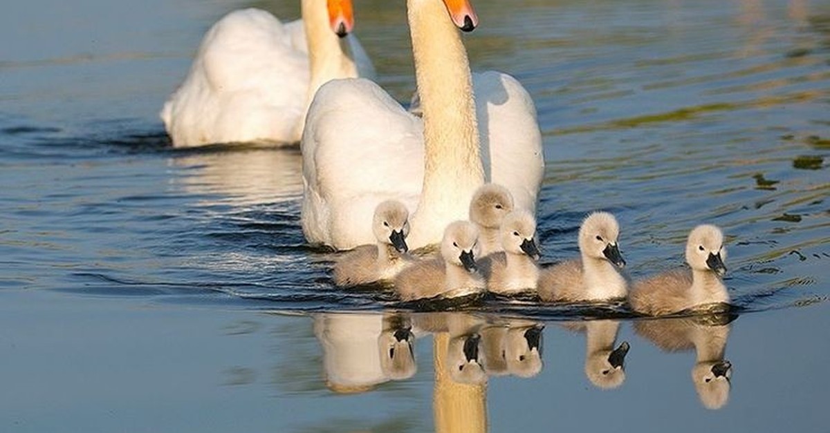 Schw-ne-in-der-Waadt-sterben-an-Vogelgrippe