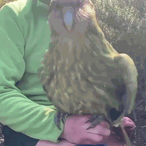 Animiertes GIF