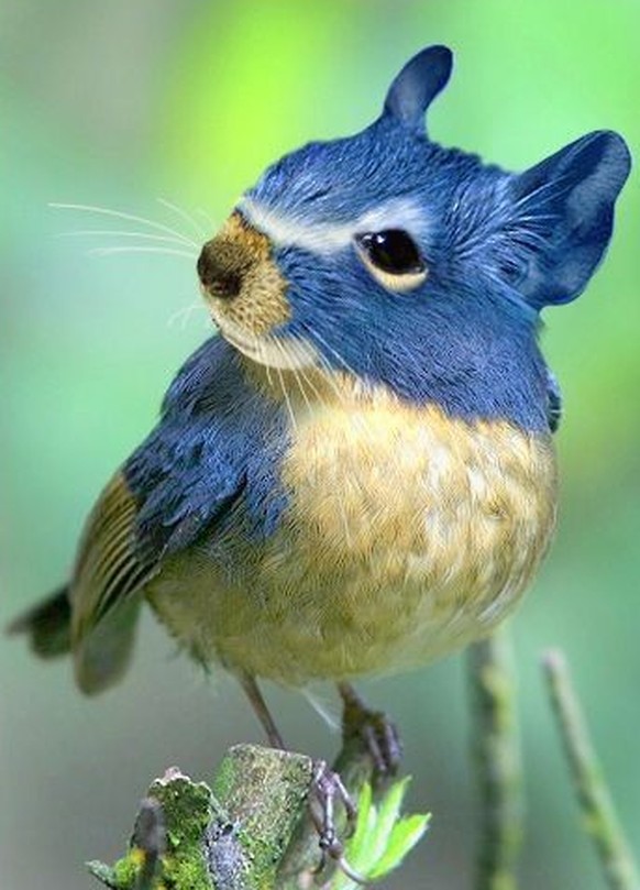 cute news tier vogel hase photoshop

https://ch.pinterest.com/pin/1121888957171365482/