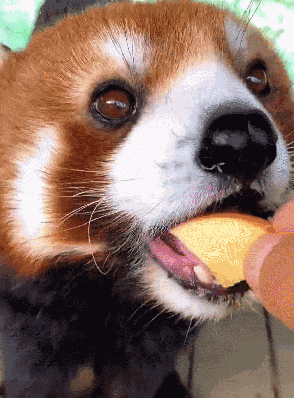 Animiertes GIF