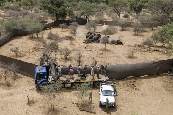 <p><strong>«When Giants Fall» von Halden Krog, Daily Mail</strong><br>Professionelle Jäger erschiessen eine Elefantenfamilie, die im Sango Wildlife Conservancy im Savé Valley C ...