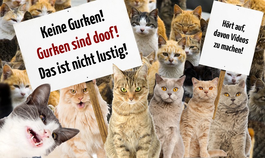 Wofür oder wogegen Katzen protestieren würden