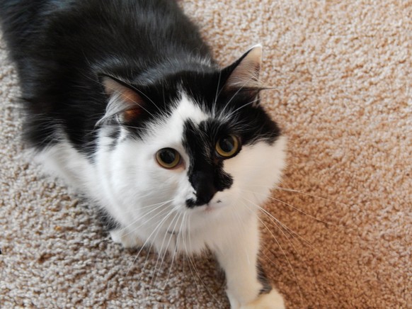This undated photo provided by Animal Planet shows a cat named Lux, in Portland, Ore., who is featured on Animal Planet’s &quot;My Cat From Hell.&quot; If you watched the TV reality show this past wee ...