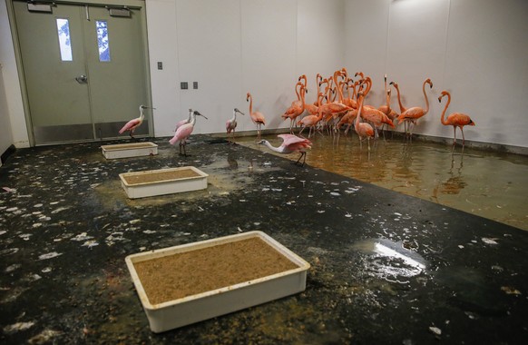 epa06194406 A group of flamingos and spoonbills stay inside a hurricane resistant building at the Zoo Miami, as the conditions deteriorate from Hurricane Irma in Miami, Florida, USA, 09 September 2017 ...