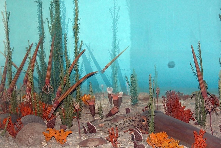 Ozeanische Lebensgemeinschaft im Ordovizium, Diorama im National Museum of Natural History. 
Von Fritz Geller-Grimm - Eigenes Werk, CC BY-SA 2.5, https://commons.wikimedia.org/w/index.php?curid=142837 ...