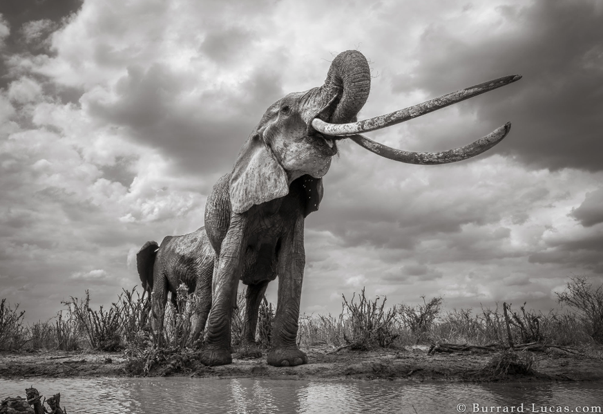 will burrard-lucas/tsavo trust and kenya wildlife service