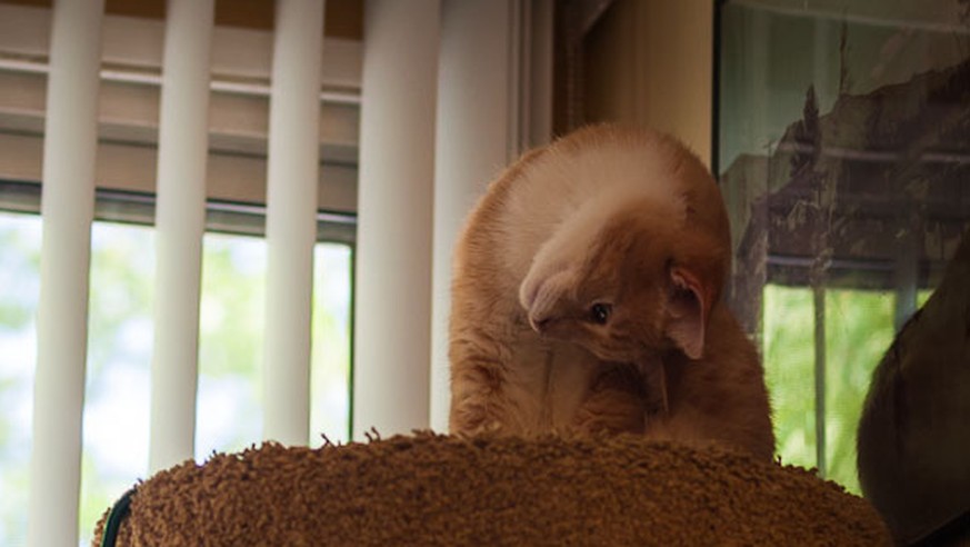 12 lustige Katzen, die sehr verdreht herumliegen - Vimarsana News