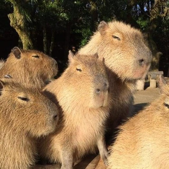 cute news animal tier capybara

https://www.reddit.com/r/capybara/comments/shwln9/a_cute_bunch_of_capybaras_have_visted_your/