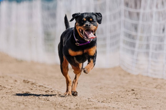 Purebred Black and Tan Rottweiler Running Lure Course Sprint Dog Sport Aurora, Colorado, United States R_DMQG241018E0B8-1562258-01