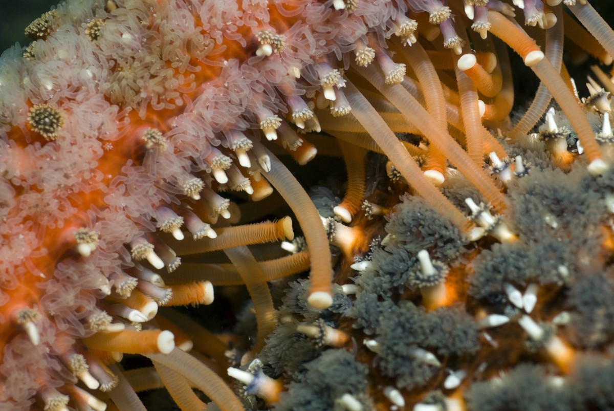 Detail of a sunflower starfish, pycnopodia helianthoides, in the Strait of Georgia, British Columbia, Canada. PUBLICATIONxNOTxINxUSA Copyright: x xAllxCanadaxPhotosx 1990-64023