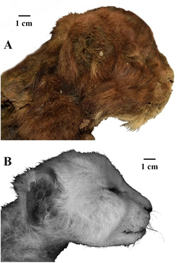 Äußeres Erscheinungsbild der drei Wochen alten Köpfe von Großkatzenjungen, rechte Seitenansicht: (A) Homotherium latidens (Owen, 1846), Exemplar DMF AS RS, Nr. Met-20-1, gefrorene Mumie, Russland, Rep ...