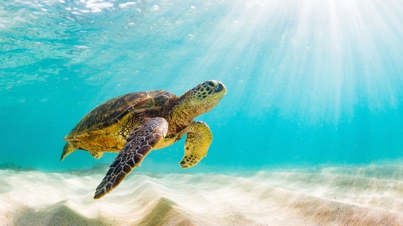 Meereschildkröte am Strand.