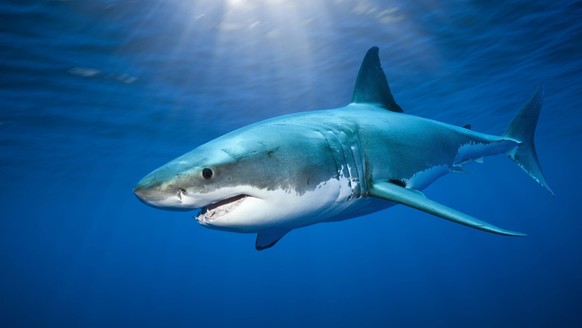 Grosser Weisser Hai, Carcharodon carcharias, Guadalupe Island, Mexiko Great White Shark, Carcharodon carcharias, Guadalupe Island, Mexico Grosser Weisser Hai, Guadalupe Island PUBLICATIONxINxGERxSUIxA ...
