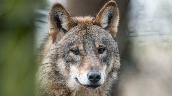ARCHIV - 18.01.2017, Nordrhein-Westfalen, Isselburg: ILLUSTRATION - Ein Wolf (Canis Lupus Lupus), aufgenommin einem Gehege des Biotopwildpark Anholter Schweiz in Isselburg (Nordrhein-Westfalen). (Illu ...