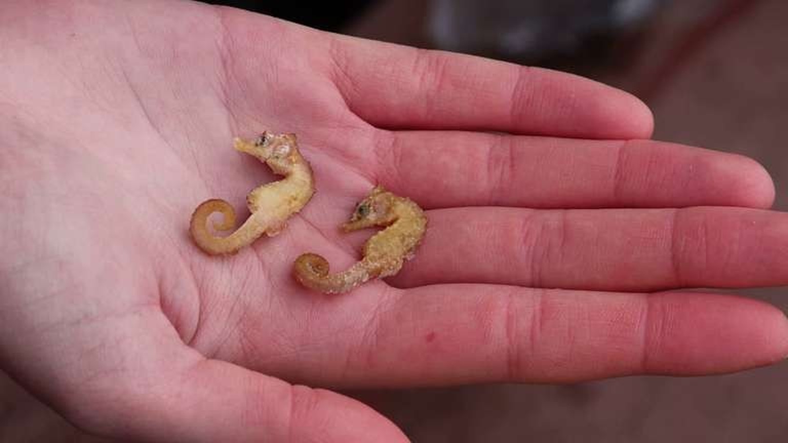 Zwei leblose Kurzschnäuzige Seepferdchen («Hippocampus hippocampus») liegen in der Hand eines Naturschutzwartes