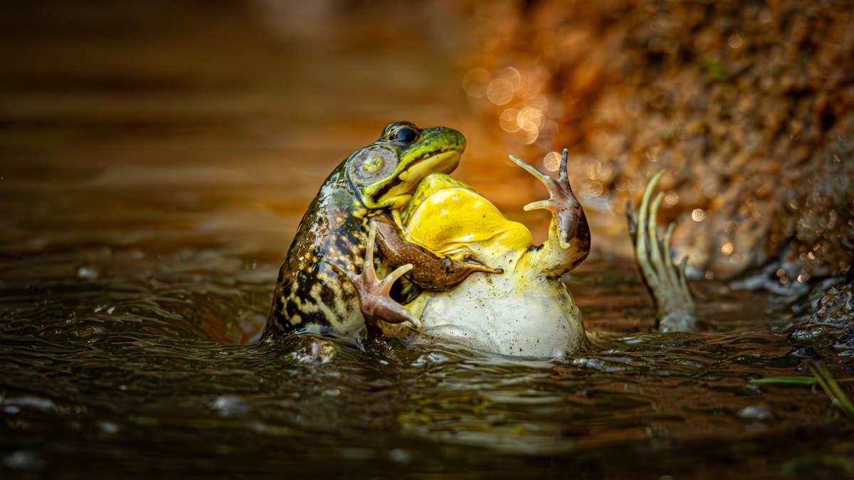 Nikon Comedy Wildlife Awards 2025