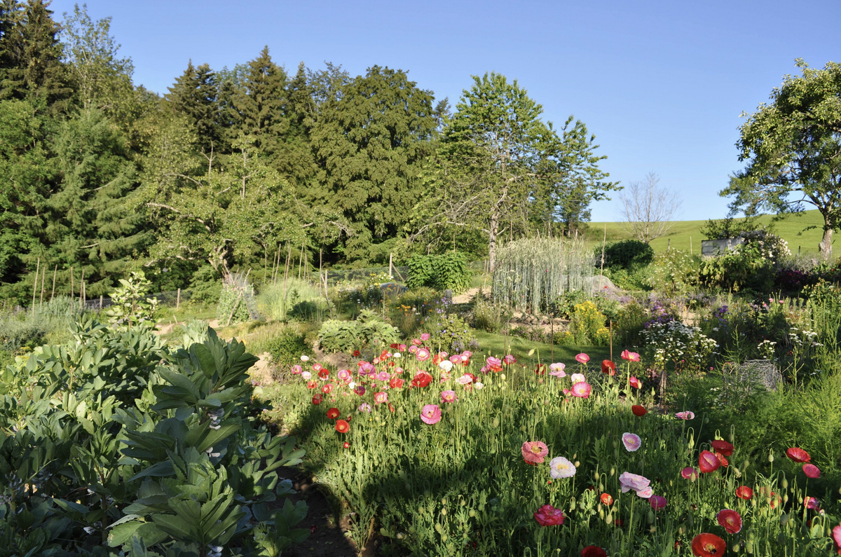 Blumenwiese Biodiversität Garten