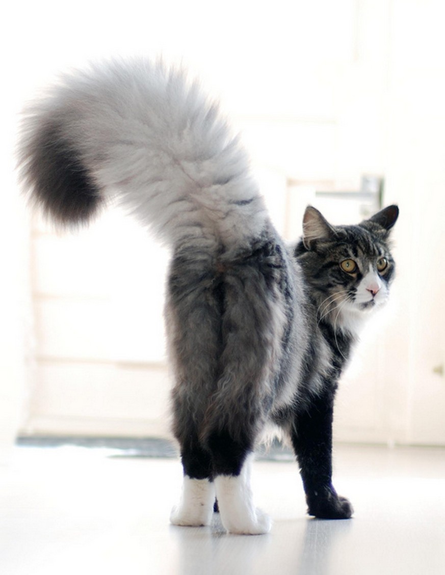 Diese Katzen haben so richtig flauschige Schwänze
