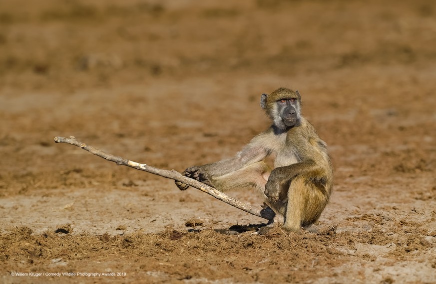The Comedy Wildlife Photography Awards 2019
Willem Kruger
Bloemfontein
South Africa
Phone: 27834440269
Email: whk139@gmail.com
Title: Baboon fishing
Description: This image was taken on the sandy rive ...