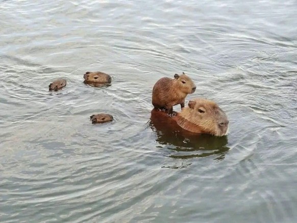 Lustige und Herzige Tiere für Cute News: Capybara-Bad