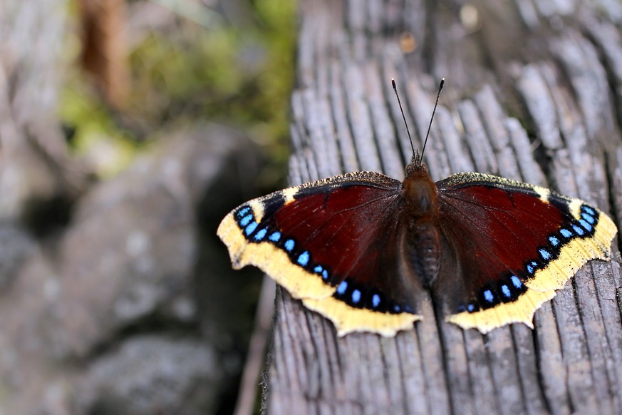 Trauermantel Schmetterling