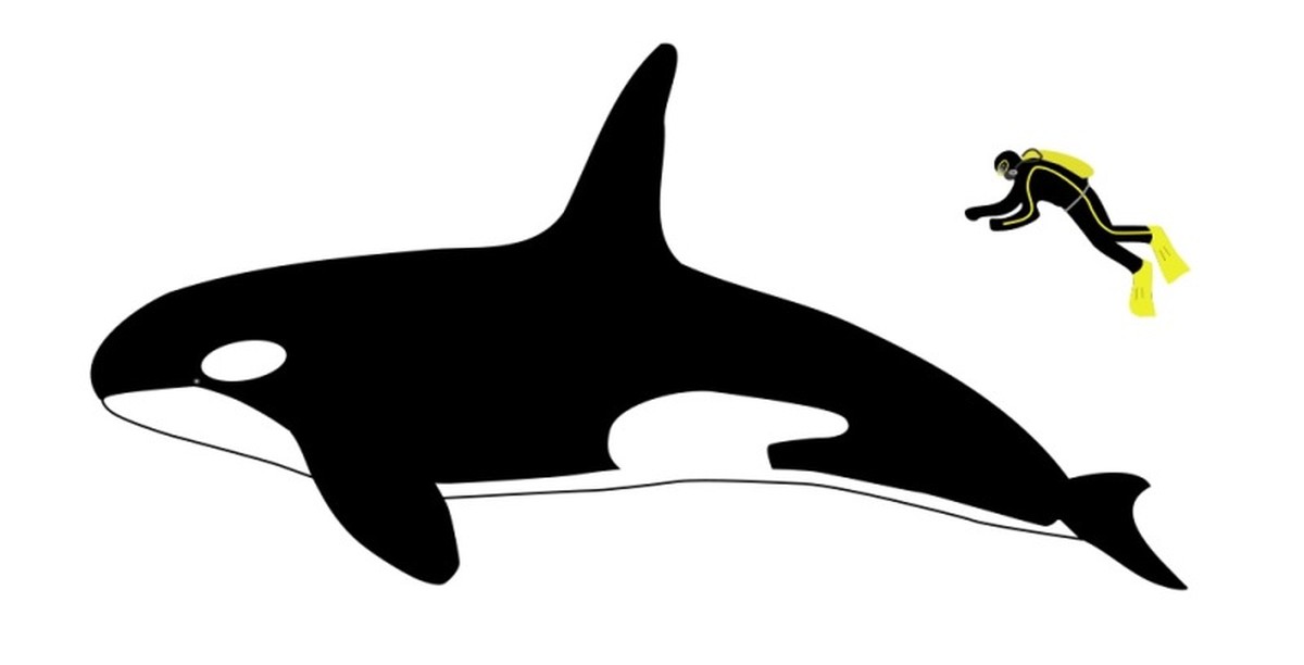 Grössenvergleich Orca - Mensch