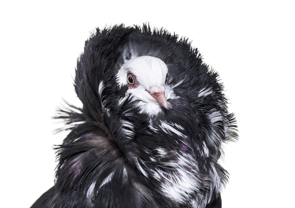 Jacobin pigeon portrait against white background xkwx color image, photography, horizontal, White background, studio shot, one animal, head and shoulders, front view, animal themes, nobody, studio, an ...
