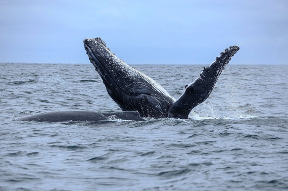 GYE WHALE SEASON Guayaquil, Tuesday, June 16, 2026 The 2026 Humpback Whale Watching Season was officially presented at a press conference, which this year is called the Tour of Love. Photo courtesy of ...