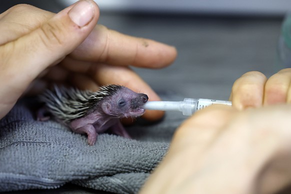 epa13123331 A baby hedgehog affected by the heatwave is being cared for at the Instinct Animal SOS Faune Sauvage Wildlife Rescue Centre in Saint-Cezaire-sur-Siagne, southern France, 20 July 2026. Sinc ...